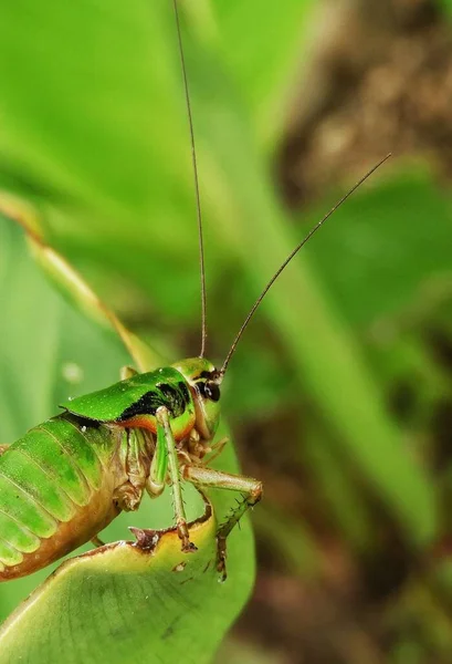 나뭇잎 초록색 메뚜기를 클로즈업 — 스톡 사진