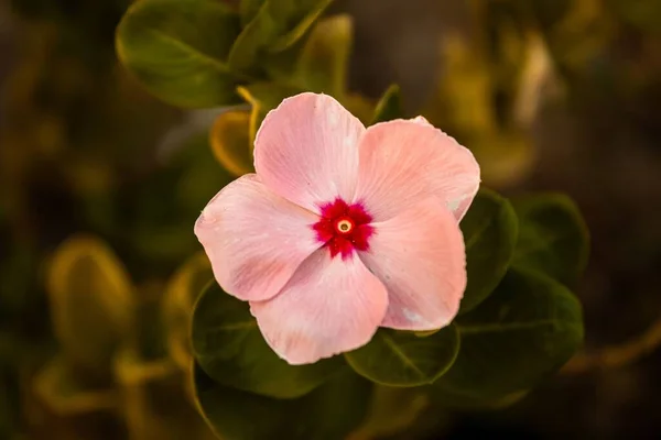 Ένα Κοντινό Πλάνο Του Ανθισμένου Ροζ Catharanthus Απομονωμένο Θολή Φόντο — Φωτογραφία Αρχείου