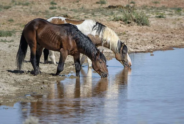 Twee Paarden Drinken Uit Reflecterend Vijverwater Mccullough Peaks Area Cody — Stockfoto