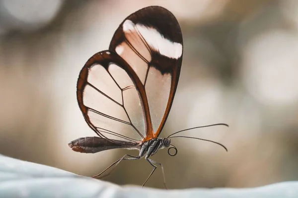 Макро Знімок Красивого Скляного Метелика Рослині — стокове фото