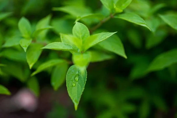 Eine Nahaufnahme Von Frischen Grünen Blättern Mit Tautropfen Einem Garten — Stockfoto