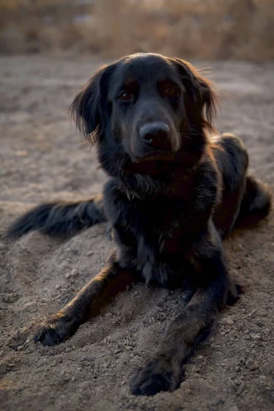 Портрет Собаки Ховаварта Лежащей Земле — стоковое фото
