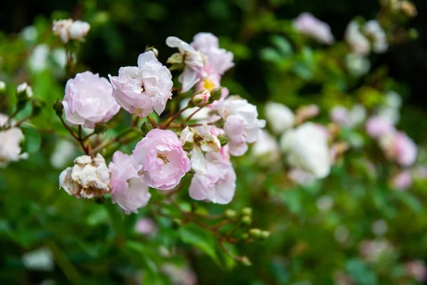 Λευκά Άνθη Της Rosa Multiflora Στο Πράσινο Θάμνο — Φωτογραφία Αρχείου