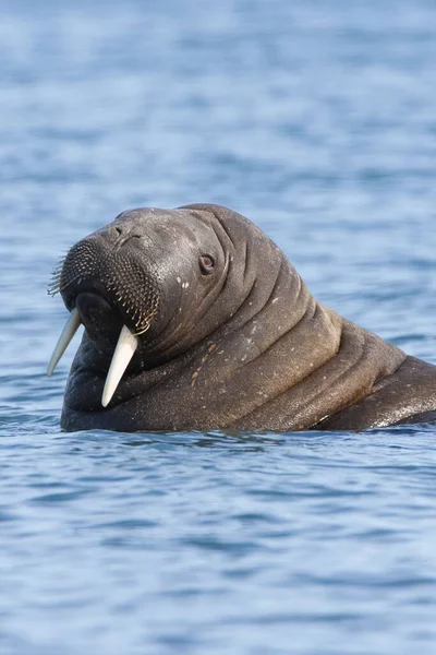 바다코끼리가 엄니를 가지고 바다에서 헤엄치고 모습을 수직으로 감쌌다 — 스톡 사진
