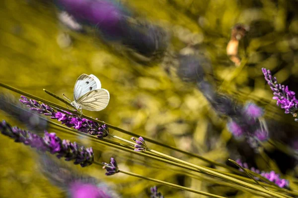 Een Close Van Witte Gele Kleine Vlinder Een Lavendel Bloem — Stockfoto