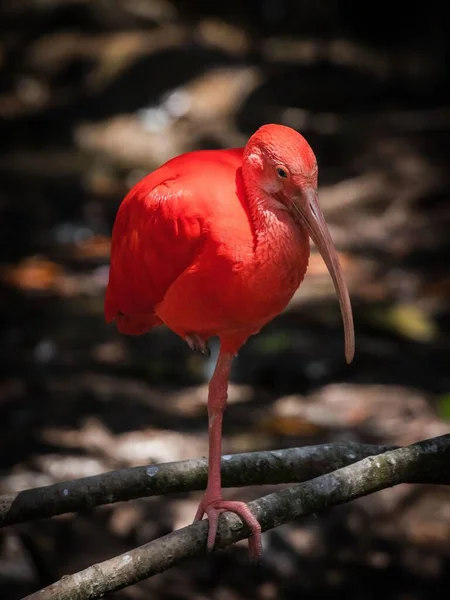 Piękny Szkarłatny Ibis Kolumbijskim Sanktuarium Ptaków Cartagena Indias — Zdjęcie stockowe