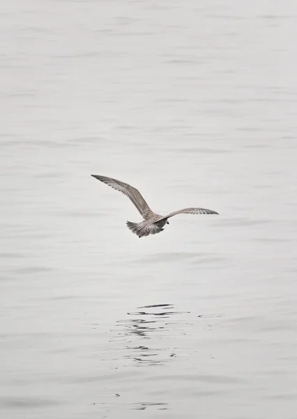 一只欧洲鲱鱼鸥飞越海面的垂直照片 很适合做壁纸 — 图库照片