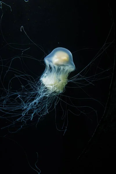 Egy Függőleges Közelkép Megvilágított Fényes Medúza Sötét Vízben — Stock Fotó