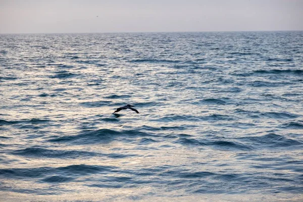 Eine Möwe Fliegt Bei Sonnenuntergang Über Den Ruhigen Ozean — Stockfoto