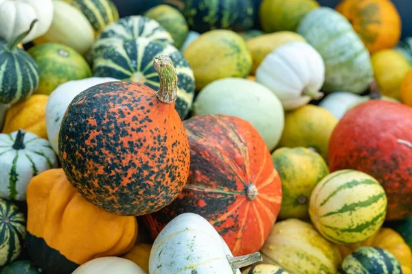 Closeup Shot Pile Colorful Pumpkins Squash Harvest — Stock Photo, Image