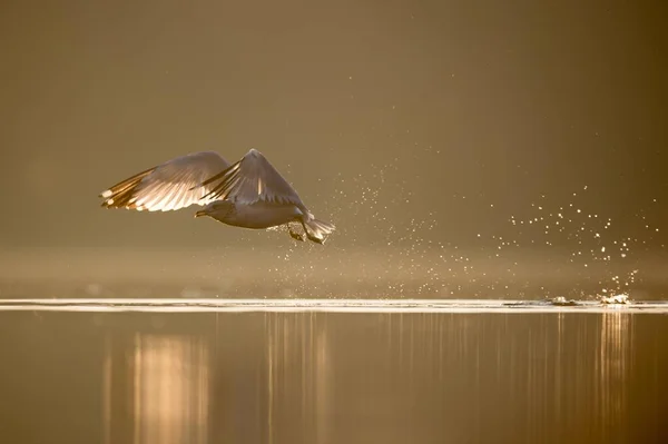 Una Gaviota Larinae Volando Sobre Las Aguas Sobre Fondo Dorado — Foto de Stock