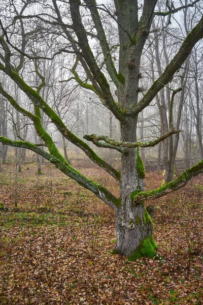 Eine Vertikale Aufnahme Eines Blattlosen Bemoosten Baumes Wald — Stockfoto