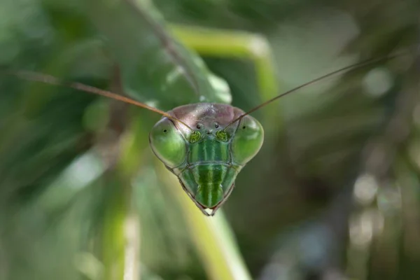 Μια Μακρο Φωτογραφία Ενός Πράσινου Ευρωπαϊκού Μάντη Mantis Religiosa Στο — Φωτογραφία Αρχείου