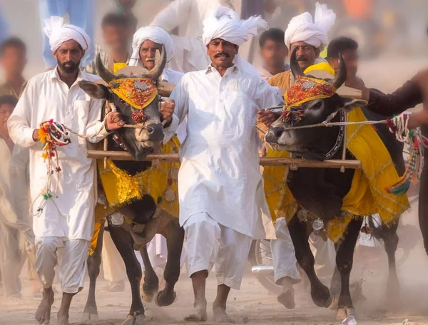 Het Volk Van Punjab Dorp Witte Kleding Bull Karah Race — Stockfoto