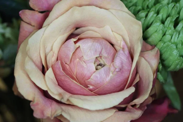 Zbliżenie Różowej Róży Niewyraźne Tło — Zdjęcie stockowe