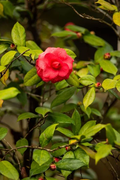 Röd Japansk Kamelia Blommar Trädgården — Stockfoto