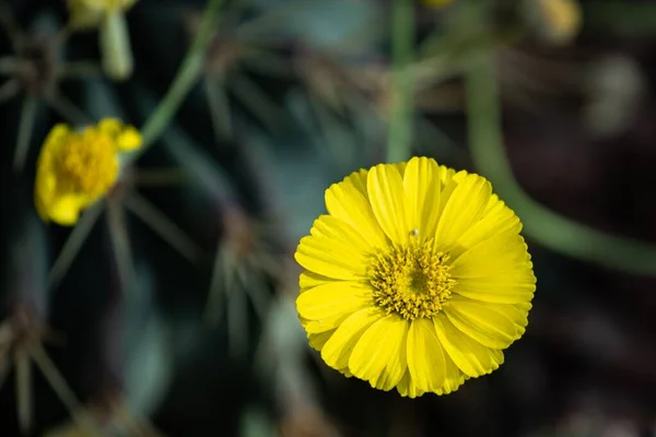 A closeup of a beautiful vibrant yellow desert marigold flower on a blurred background in a forest