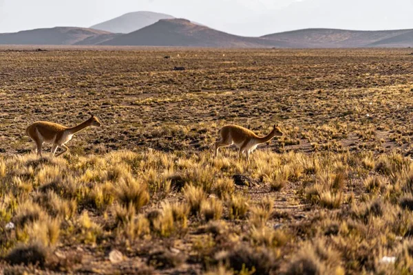 stock image A selective of wild vicuna in Southern Peru