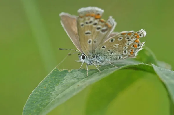 Detailní Záběr Prstenu Obyčejného Modrého Motýla Polyommatus Icarus Listu — Stock fotografie