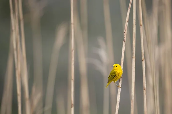 Een Yellow Warbler Vogel Zittend Een Riet — Stockfoto