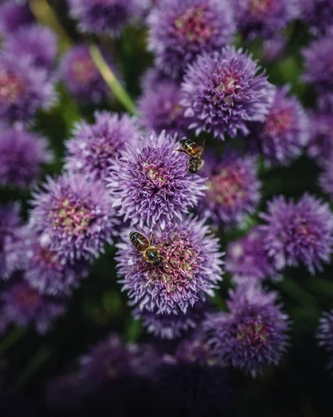 Pionowe Zbliżenie Ujęcie Pszczół Purpurowych Wieloletnich Kwiatach — Zdjęcie stockowe