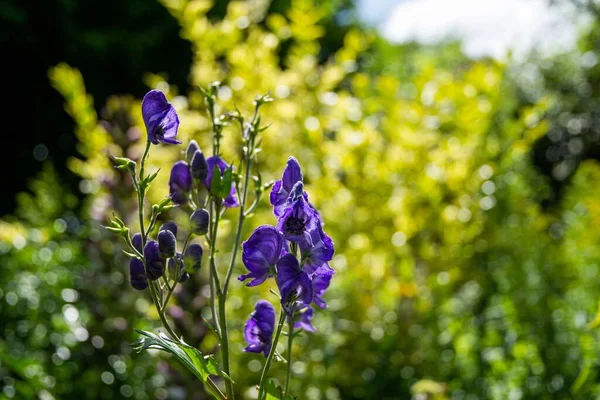 紫色花朵的选择性聚焦镜头 — 图库照片
