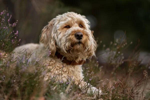 一只拉布拉多狗坐在绿草中的特写镜头 — 图库照片