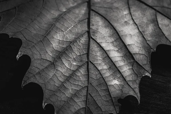 Grayscale Closeup Maple Leaf Dark Background — Stock Photo, Image
