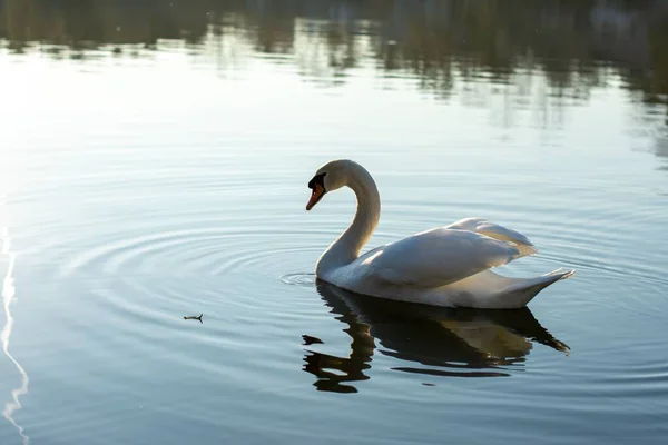Closeup Shot Swan Pond — Stock Photo, Image