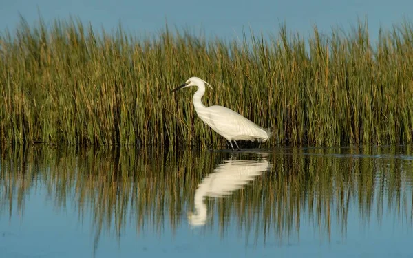 Una Hermosa Vista Pájaro Garza Lago Sudáfrica — Foto de Stock