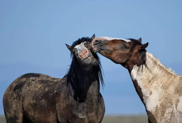 Två Vilda Hästar Spelar Mccullough Peaks Area Cody Wyoming Med — Stockfoto