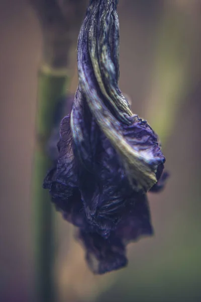 Vertical Shot Purple Flower Blossoming Garden — Stock Photo, Image