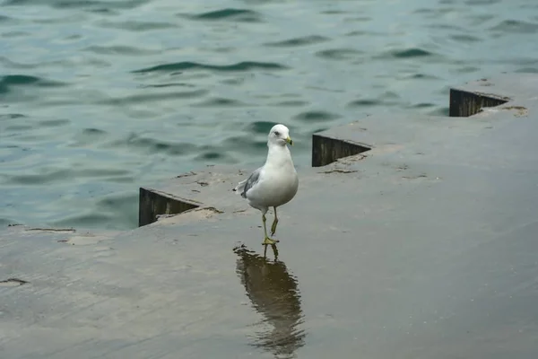 Beautiful Shot Seagull Wet Concrete Lake — Stock Photo, Image