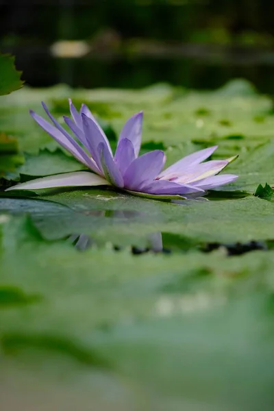Vertical Shot Purple Water Lily Botanical Garden Augsburg Germany — Stock Photo, Image