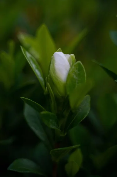 Primer Plano Vertical Una Pequeña Flor Blanca Flor — Foto de Stock