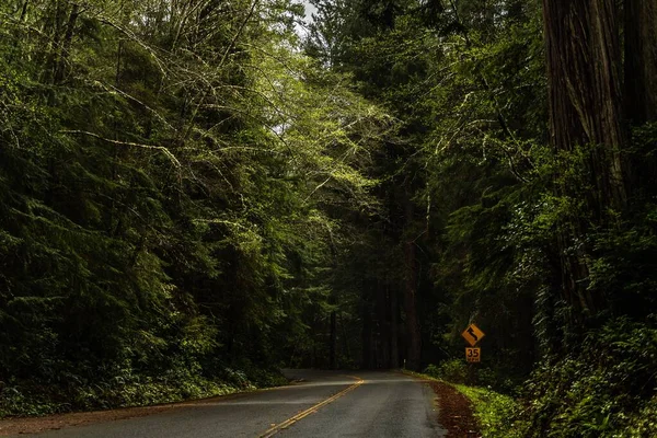 Ένας Ασφαλτοστρωμένος Δρόμος Περιτριγυρισμένος Από Καταπράσινα Δέντρα Στο Redwood National — Φωτογραφία Αρχείου
