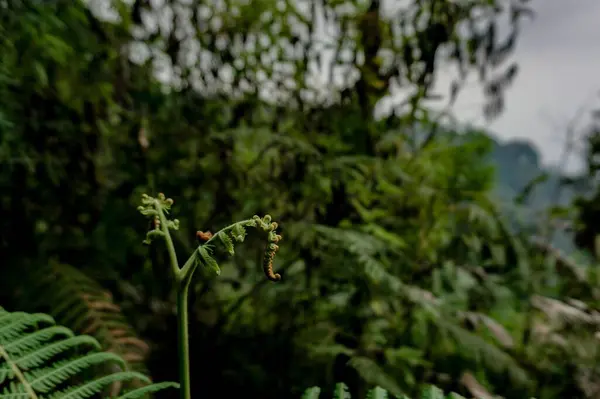 Primer Plano Planta Helecho Creciendo Bosque Clima Nublado Con Fondo —  Fotos de Stock