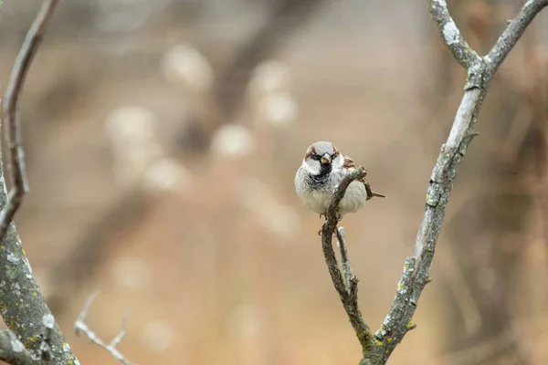 Çıplak Bir Ağaç Dalına Tünemiş Gerçek Bir Serçe Kuşunun Seçici — Stok fotoğraf
