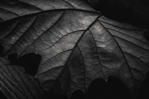어두운 배경에 단풍나무 회색으로 뒤덮여 — 스톡 사진