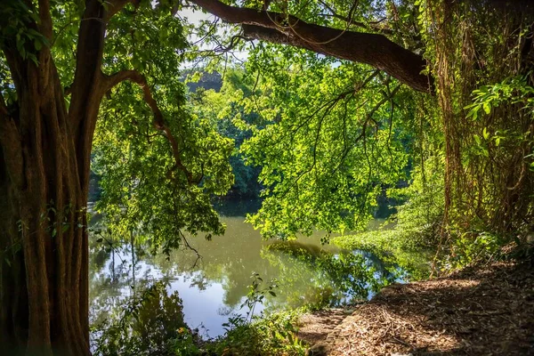 Belo Pequeno Riacho Verde Uma Exuberante Floresta Ensolarada — Fotografia de Stock