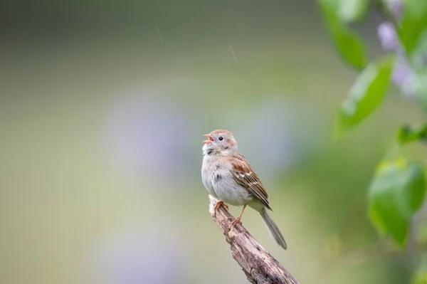 Tiro Close Belo Campo Sparrow Empoleirado Ramo Árvore — Fotografia de Stock