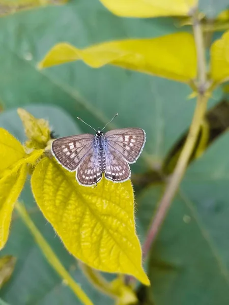 Sarı Yeşil Yapraklı Mavi Bir Kelebeğin Dikey Görüntüsü — Stok fotoğraf
