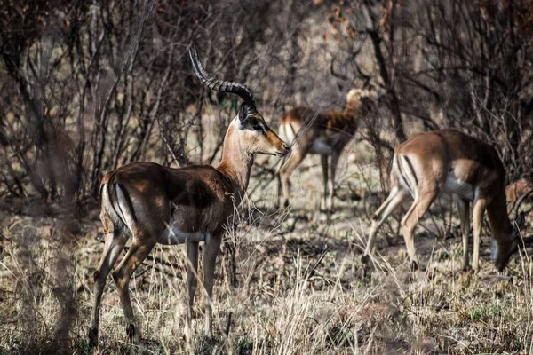Impala Brun Visage Noir Dans Son Habitat Naturel — Photo