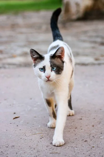 Μια Όμορφη Δίχρωμη Αδέσποτη Γάτα Μπλε Μάτια Που Περπατάει Προς — Φωτογραφία Αρχείου