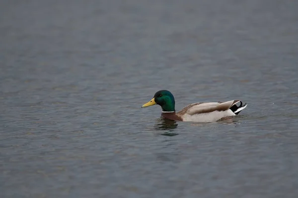 Adorable Canard Colvert Nageant Dans Lac — Photo