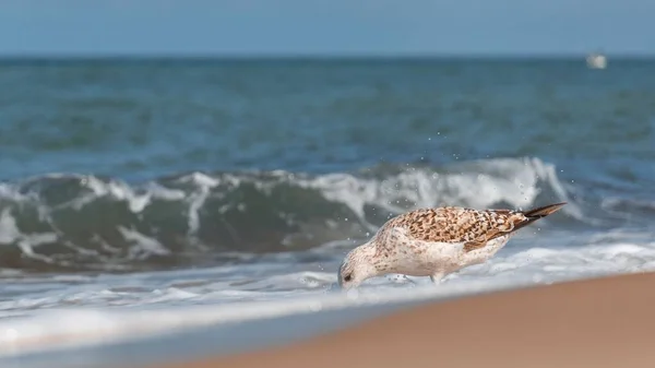 Een Europese Haringmeeuw Het Strand Die Water Drinkt Bij Zeegolven — Stockfoto
