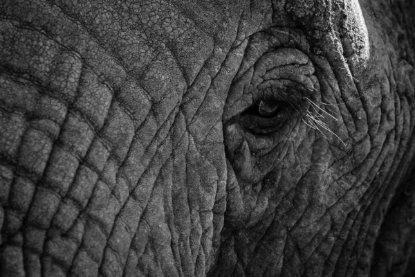 Fechamento Tons Cinza Rosto Rugoso Elefante Com Pestanas — Fotografia de Stock