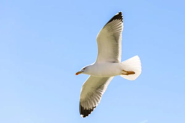 Low Angle Closeup White Seagull Flying Fully Spread Wings — Stock Photo, Image
