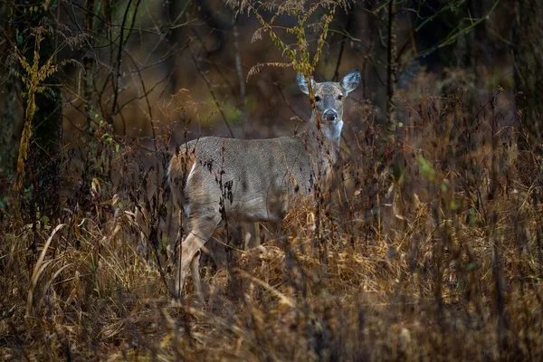 Deer Its Natural Environment — Stock Photo, Image