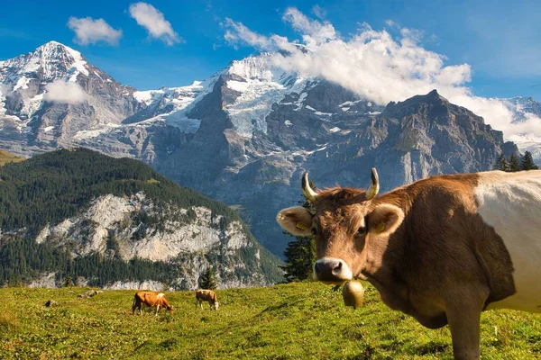 Closeup Cattle Pasture Land Berner Oberland Murren Alps Switzerland — Stock Photo, Image